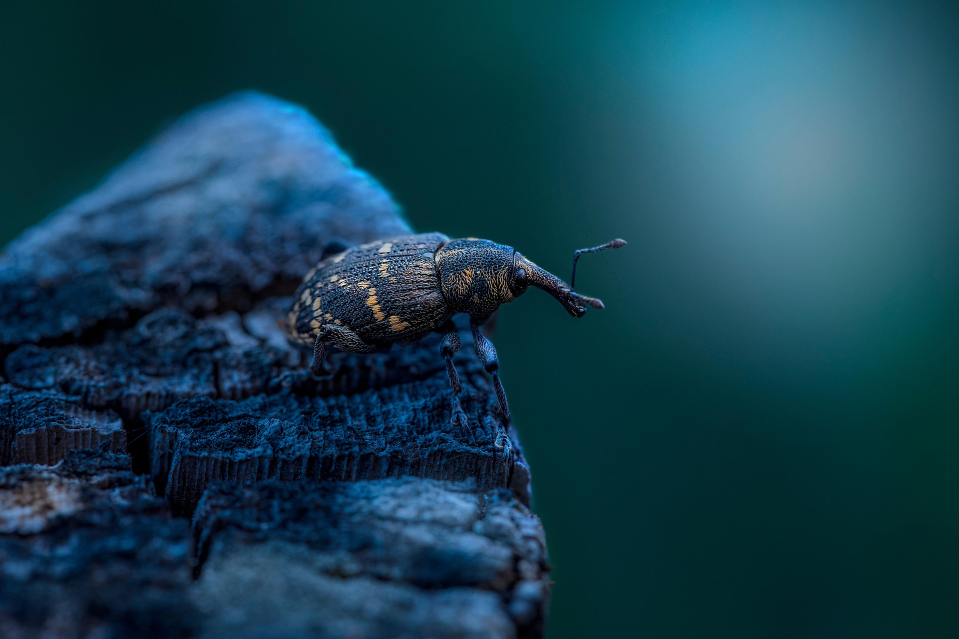hLarge Pine Weevil (Hylobius abietis)