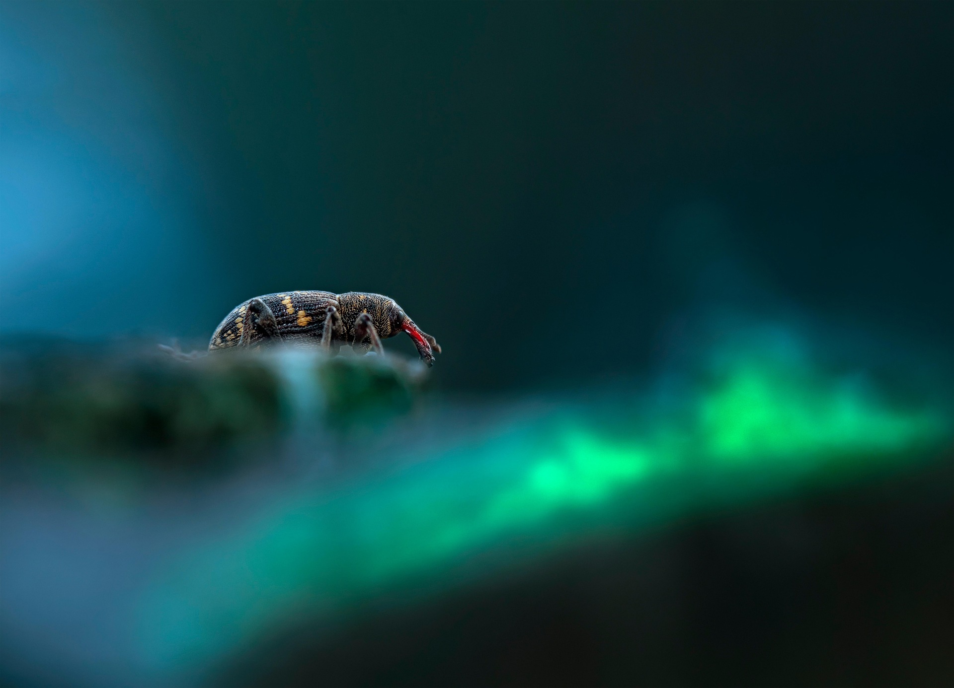 Large Pine Weevil (Hylobius abietis)
