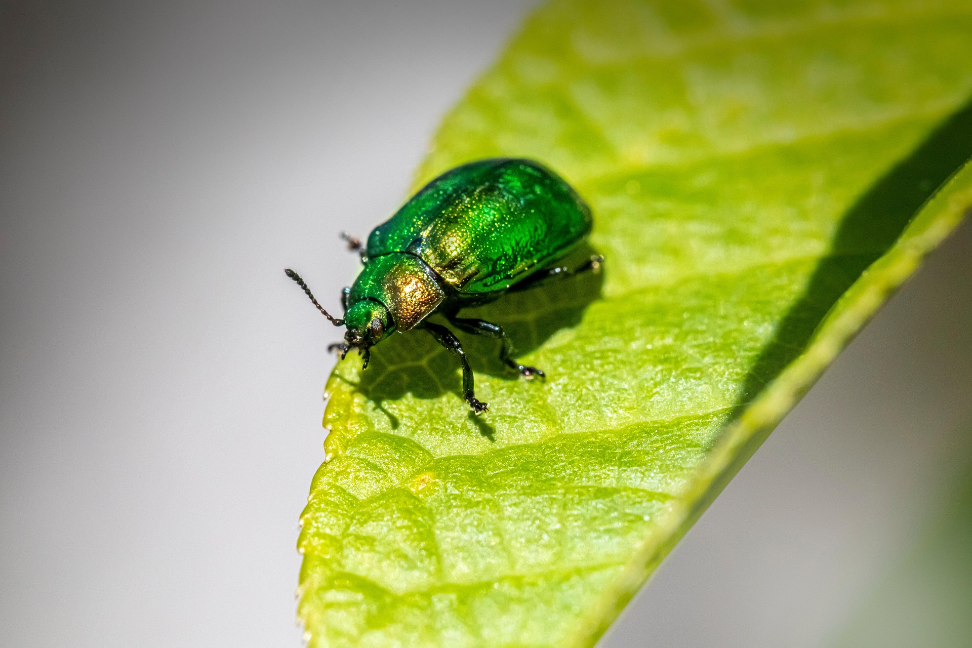 Leaf beetle (Plagiosterna aenea)