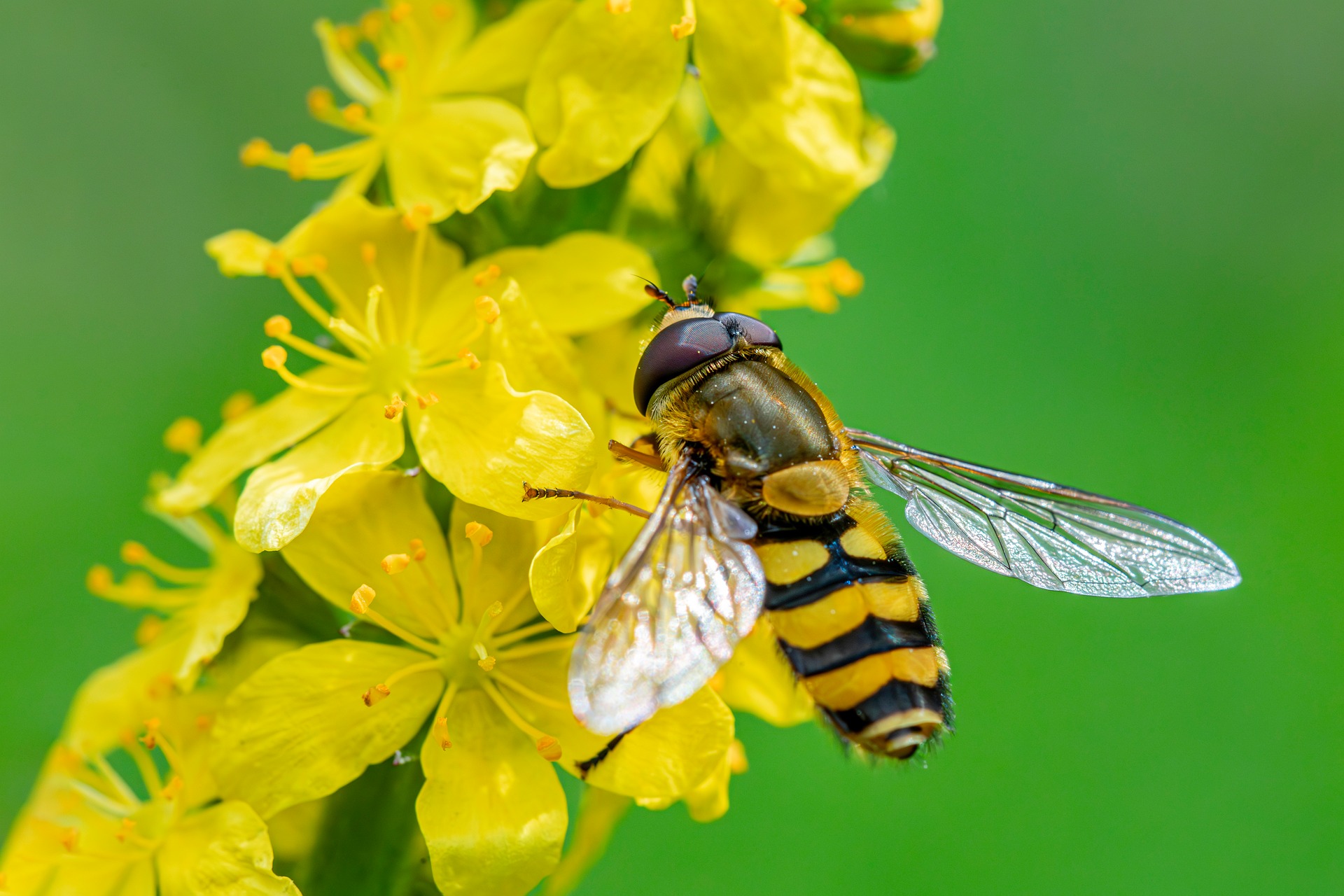 Black-legged flower fly (Syrphus vitripennis)