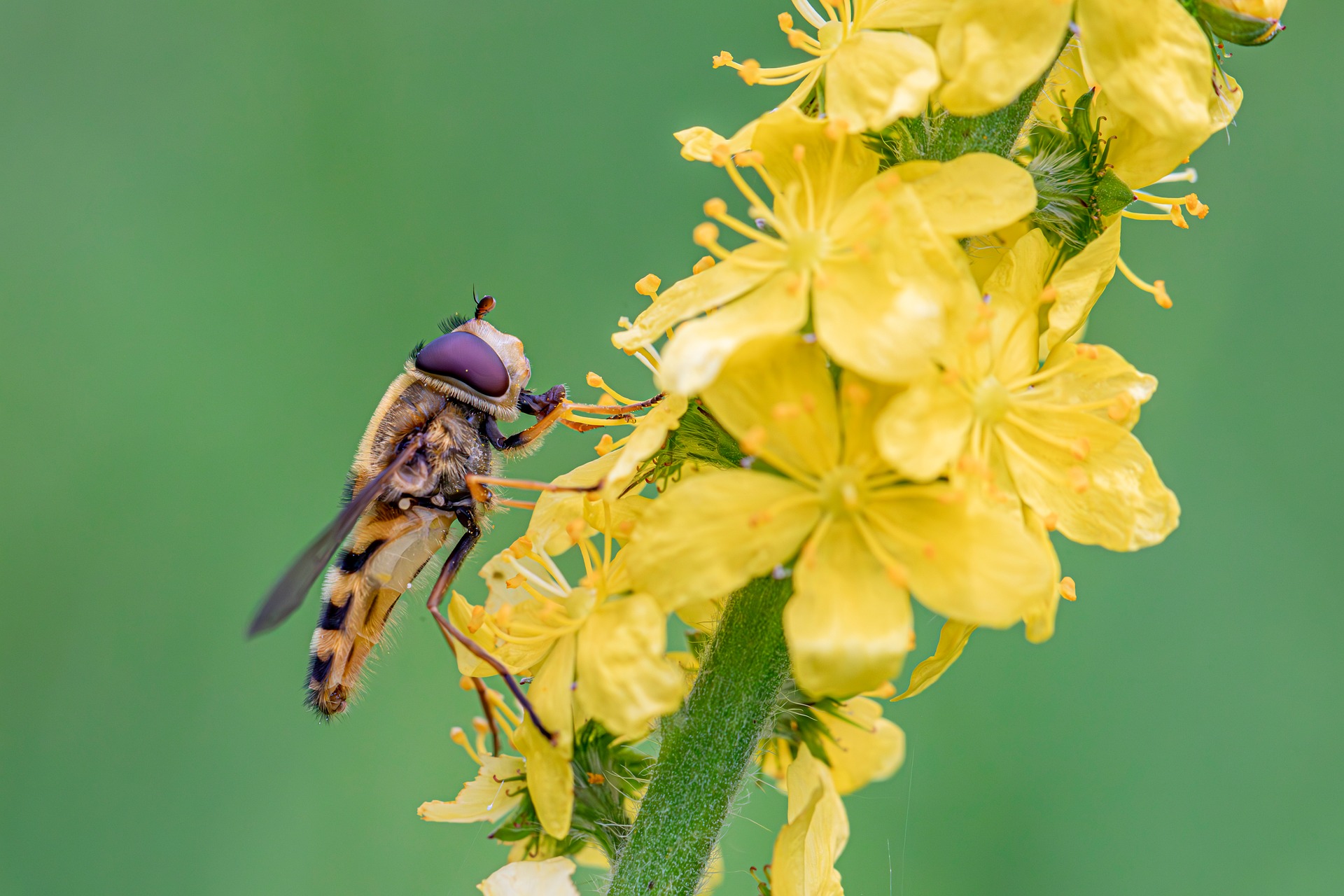 Black-legged flower fly (Syrphus vitripennis)