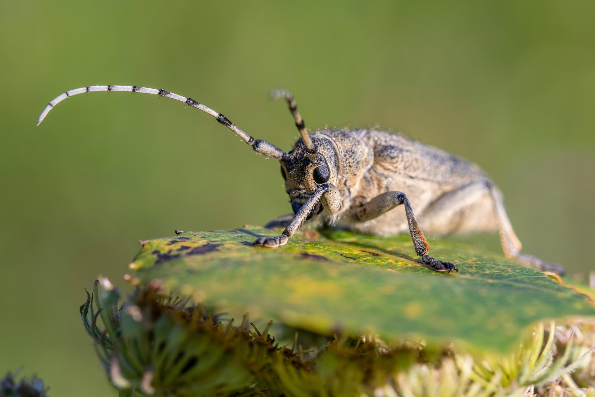 Large poplar borer, longhorn beetle (Saperda carcharias)