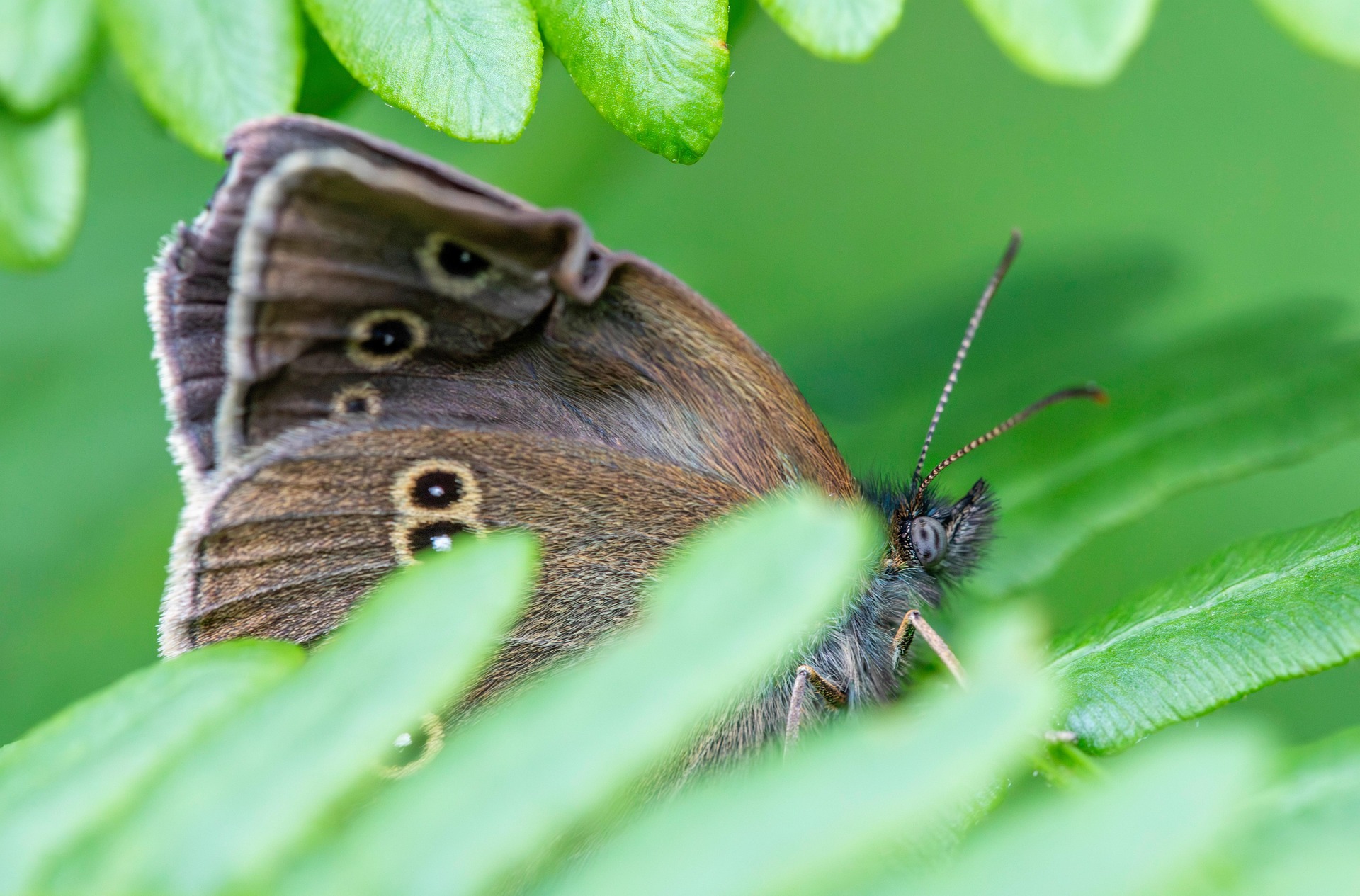 Ringlet (Aphantopus hyperantus)
