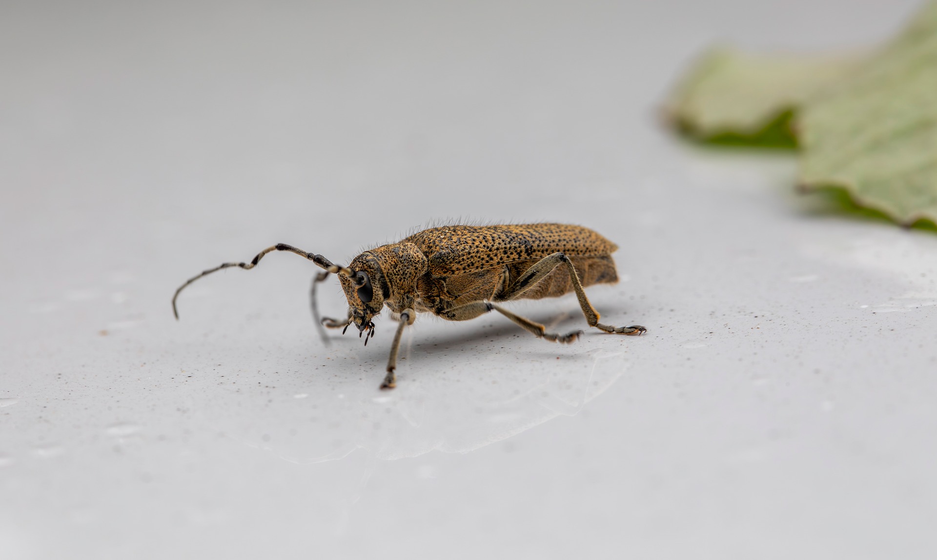 Large poplar borer, longhorn beetle (Saperda carcharias)