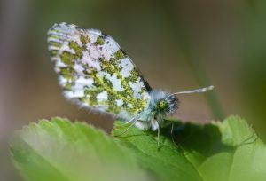 Orange Tip Butterfly (Anthocharis cardamines)