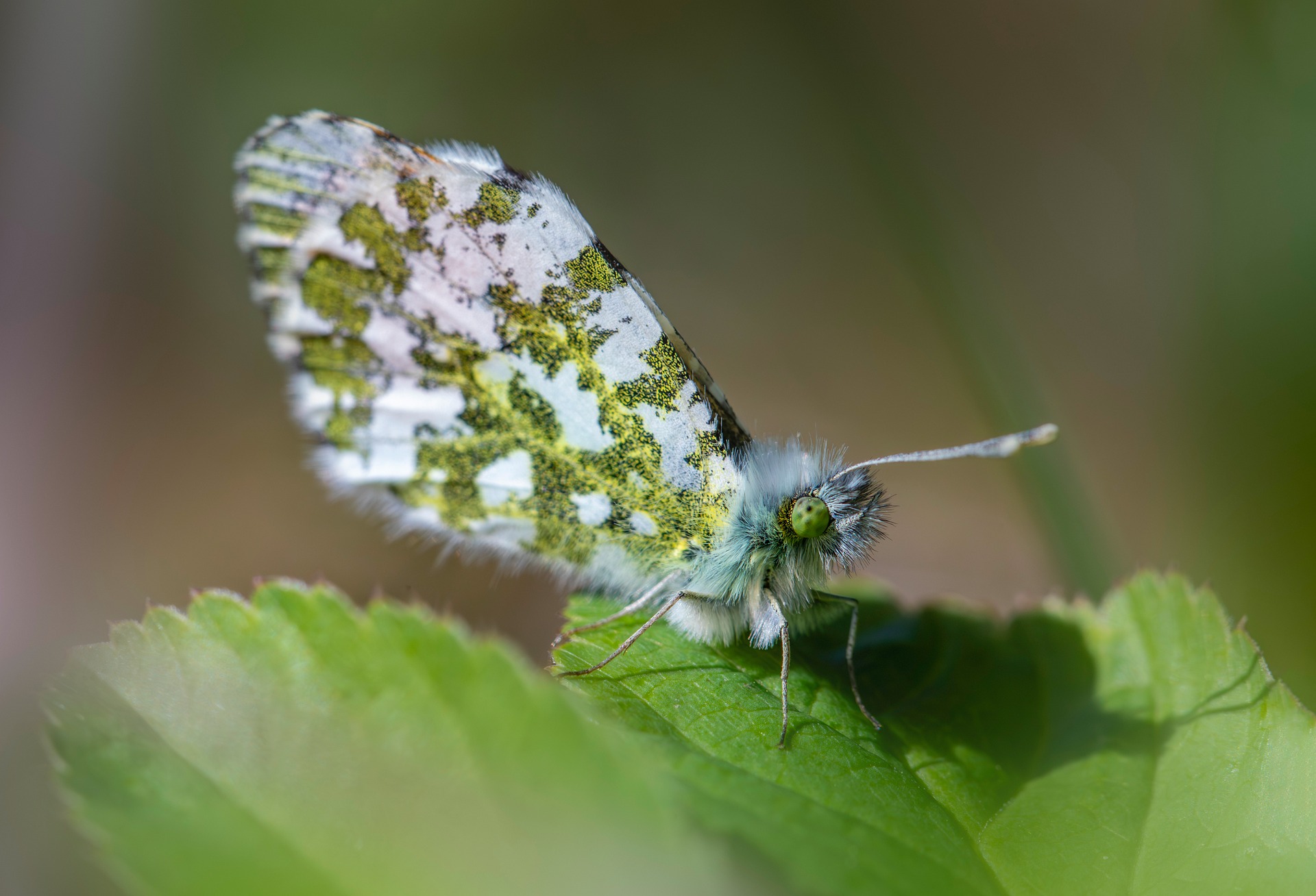 Orange Tip Butterfly (Anthocharis cardamines)