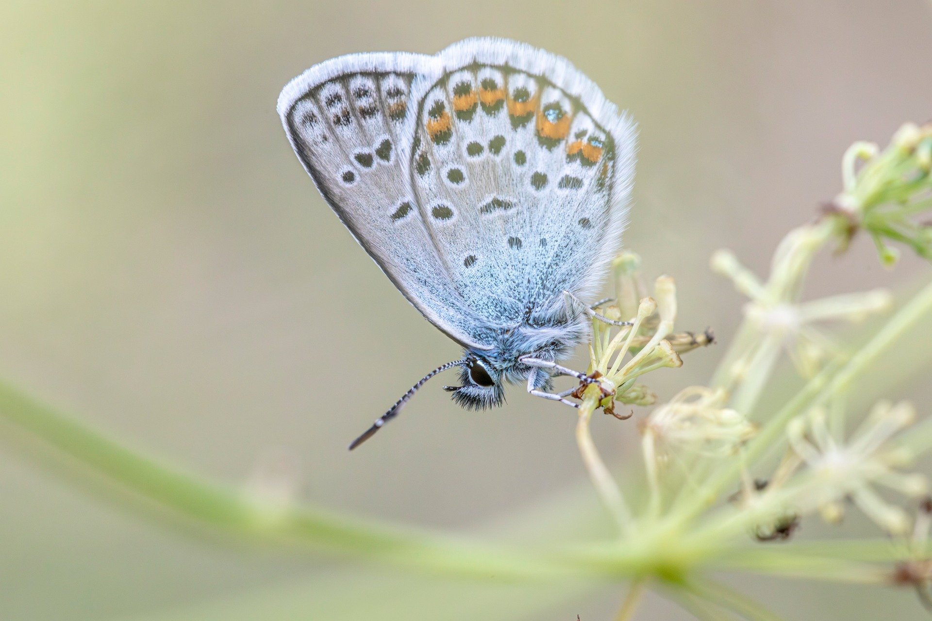 Silver-studded Blue (Plebejus argus)