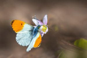 Orange Tip Butterfly (Anthocharis cardamines)