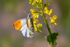 Orange Tip Butterfly (Anthocharis cardamines)