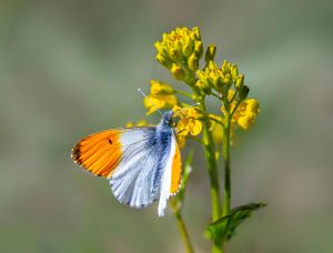 Orange Tip Butterfly (Anthocharis cardamines)
