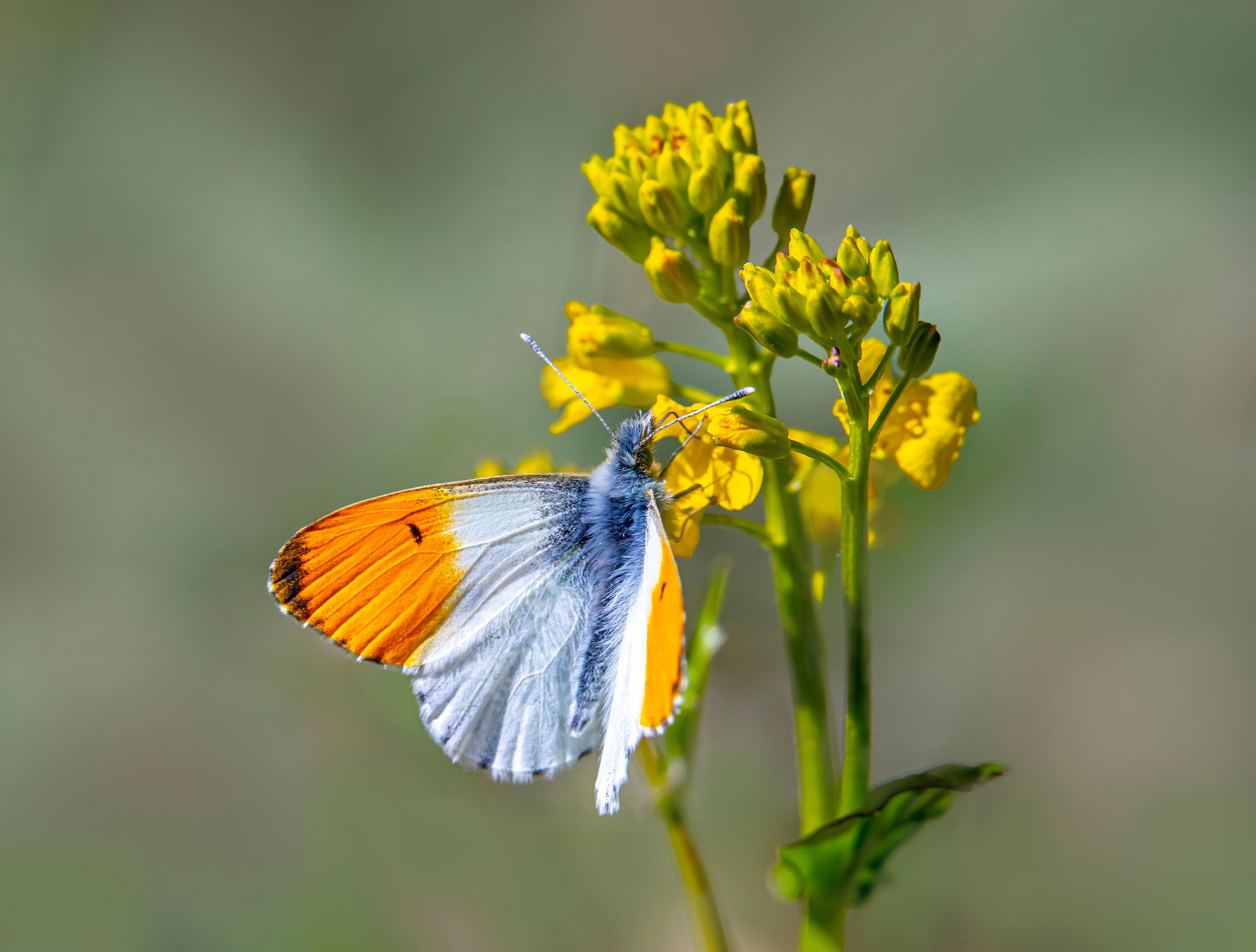 Orange Tip Butterfly (Anthocharis cardamines)