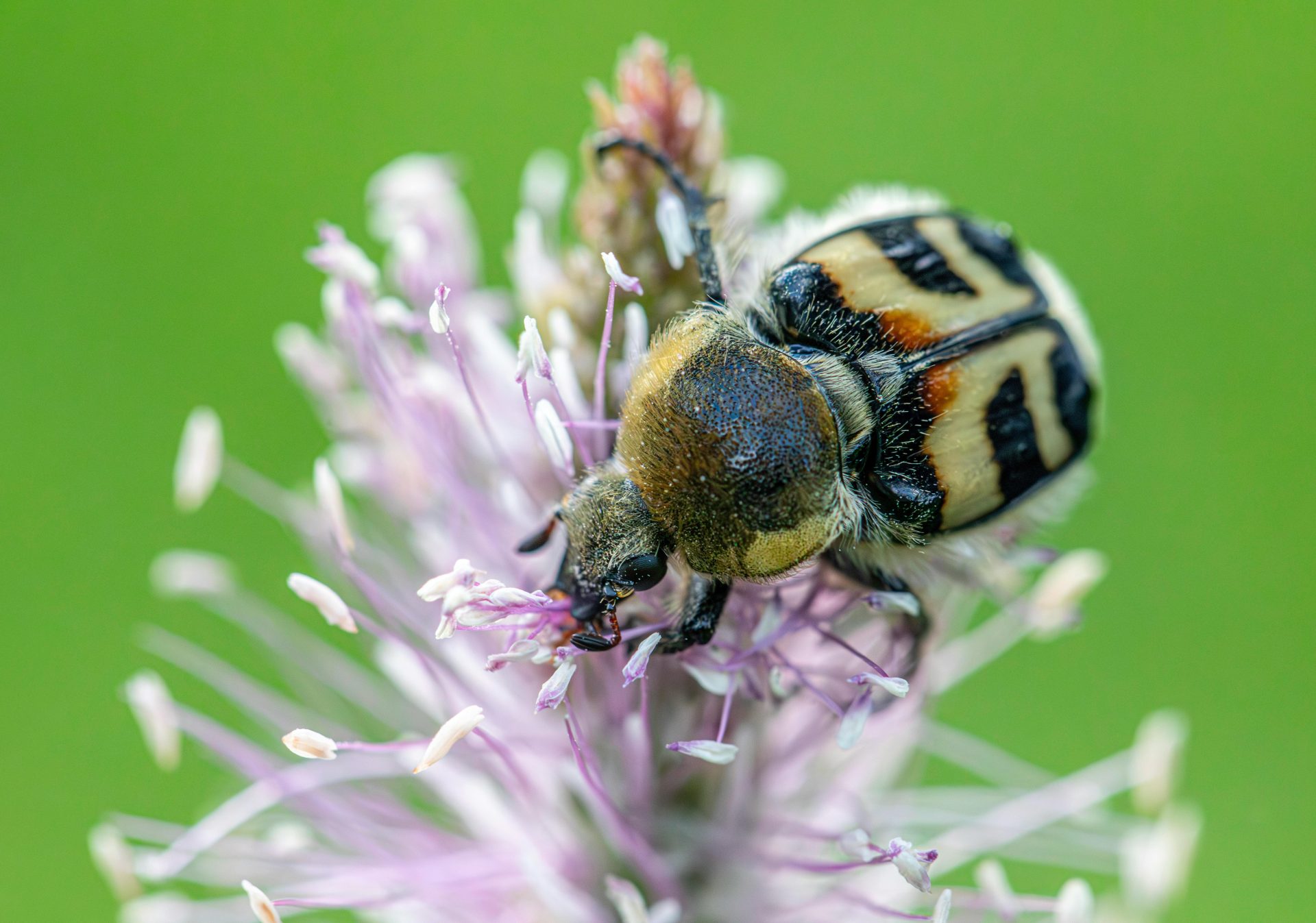 Eurasian bee beetle (Trichius fasciatus)