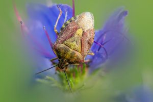 Black-shouldered shieldbug (Carpocoris purpureipennis)