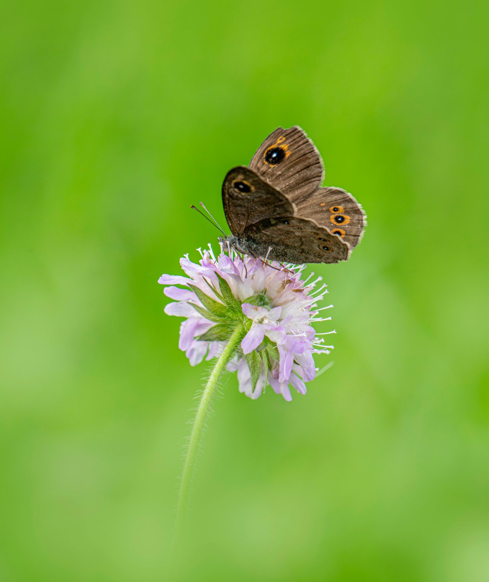 Large Wall Brown (Lasiommata maera)