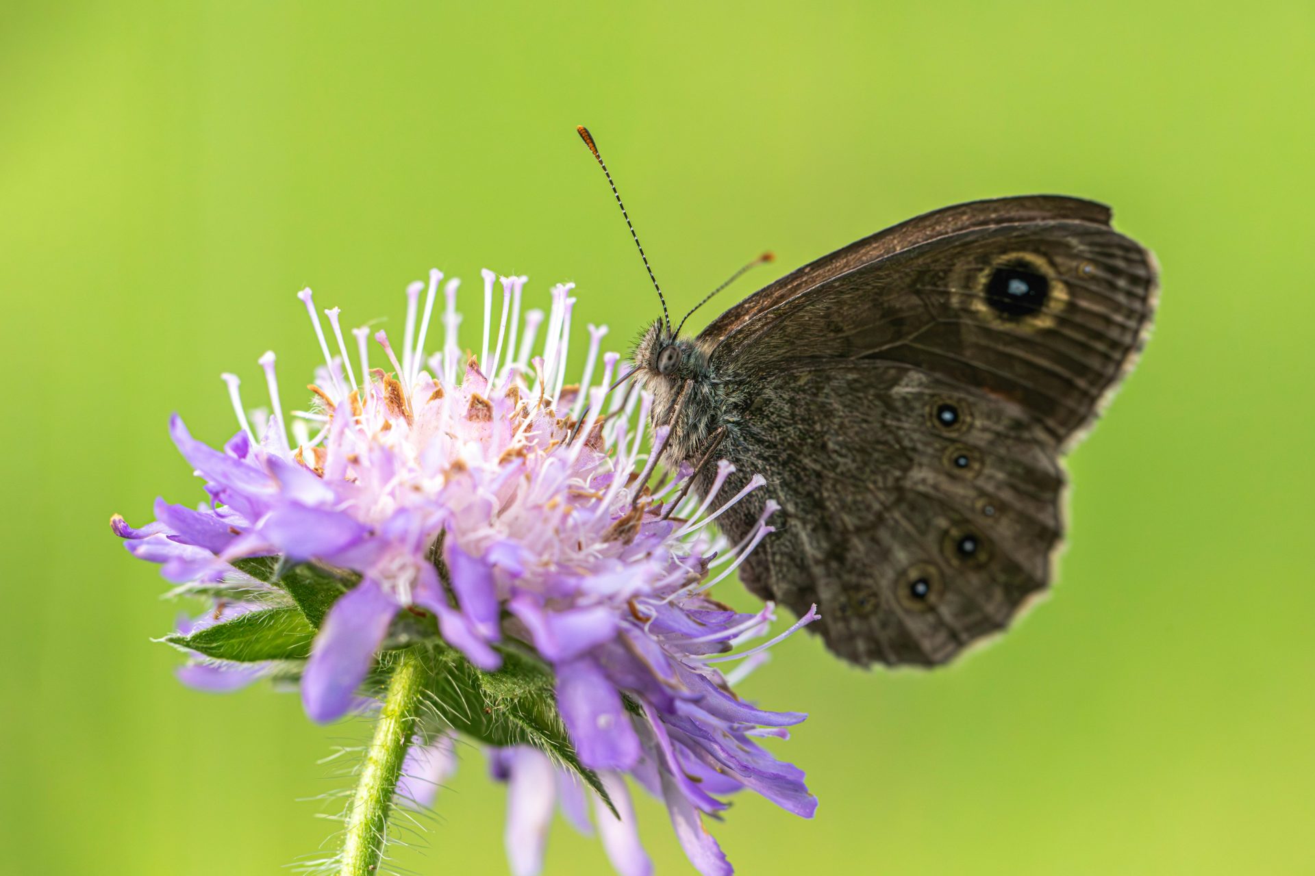 Large Wall Brown (Lasiommata maera)