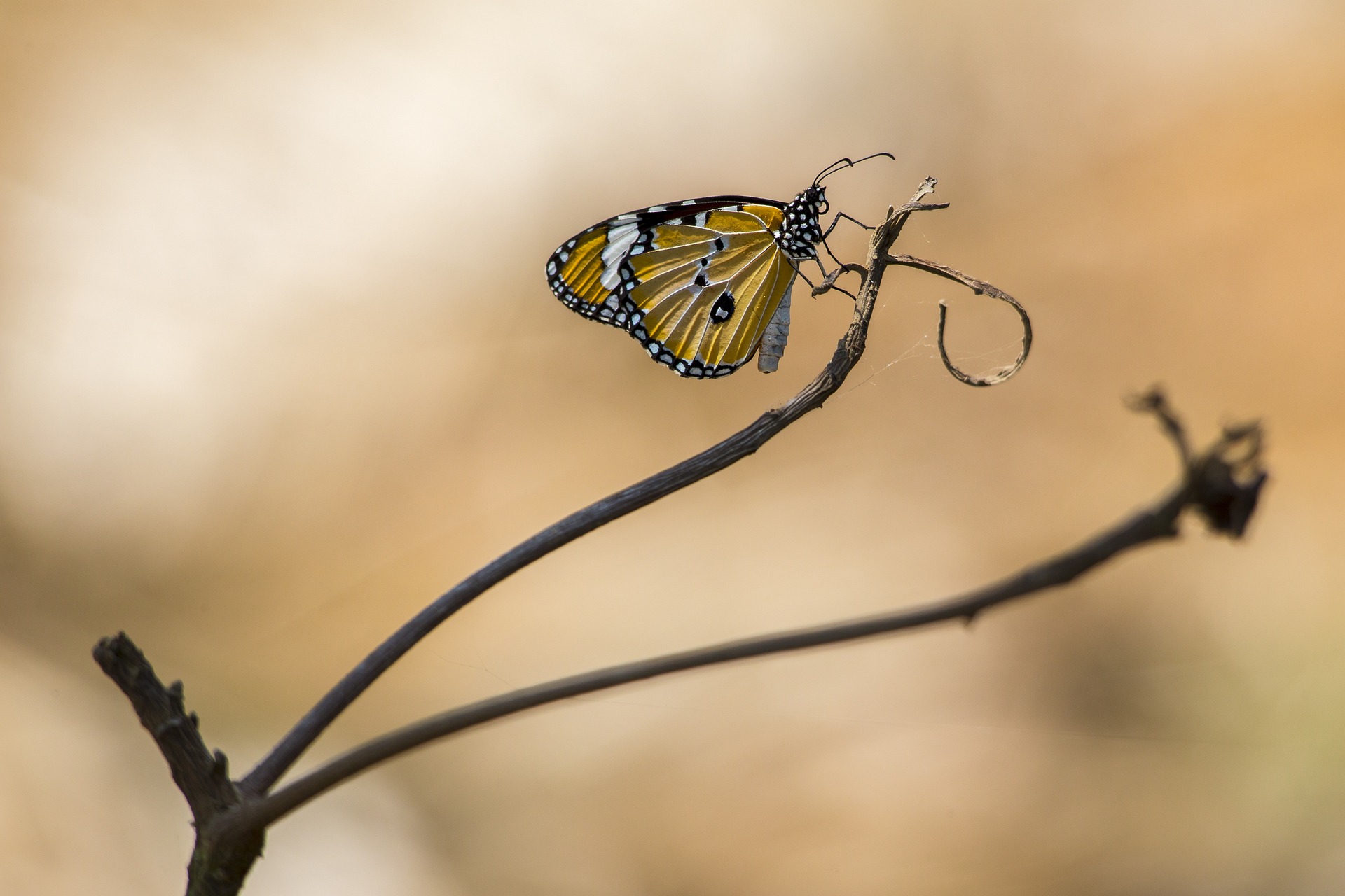 Common tiger (Danaus genutia)