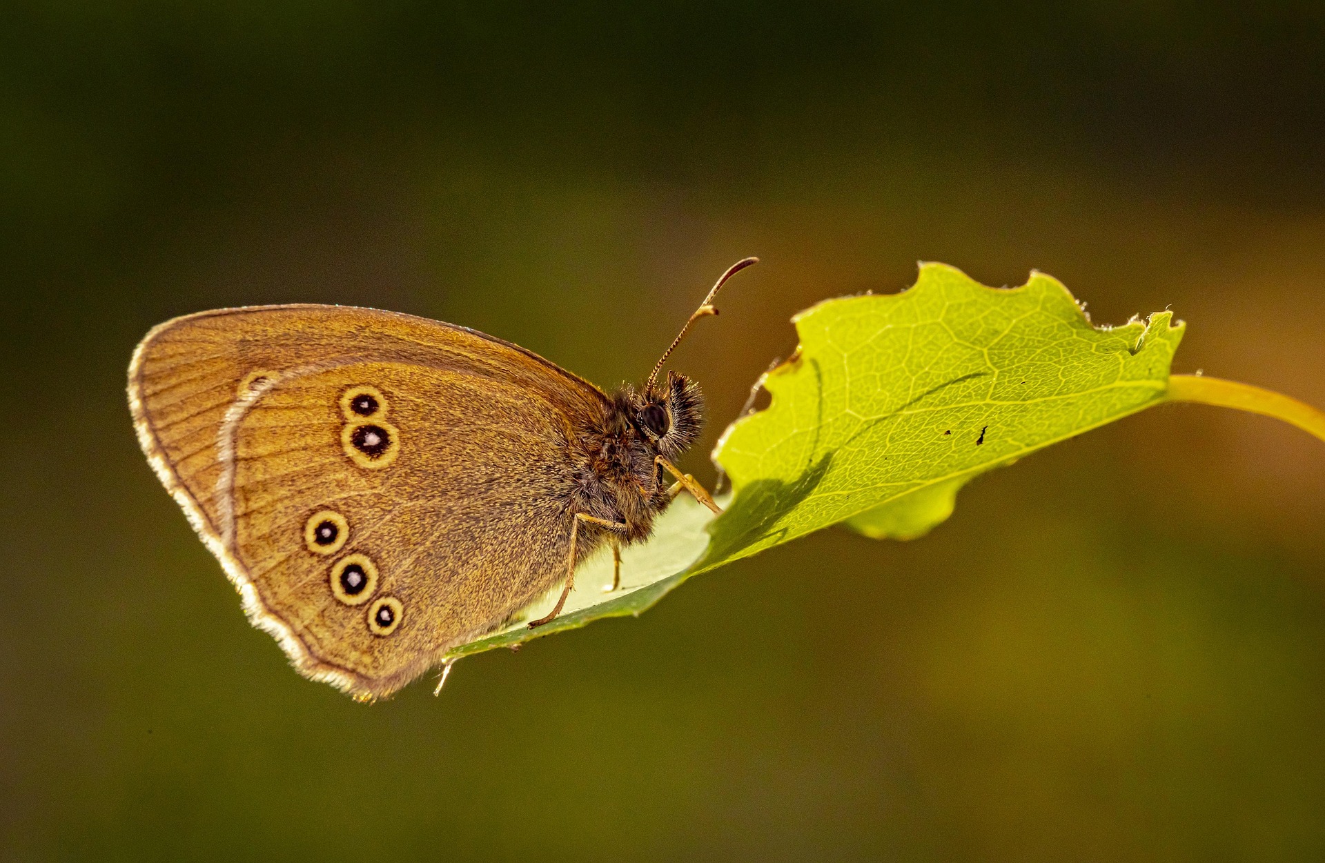 Ringlet (Aphantopus hyperantus)