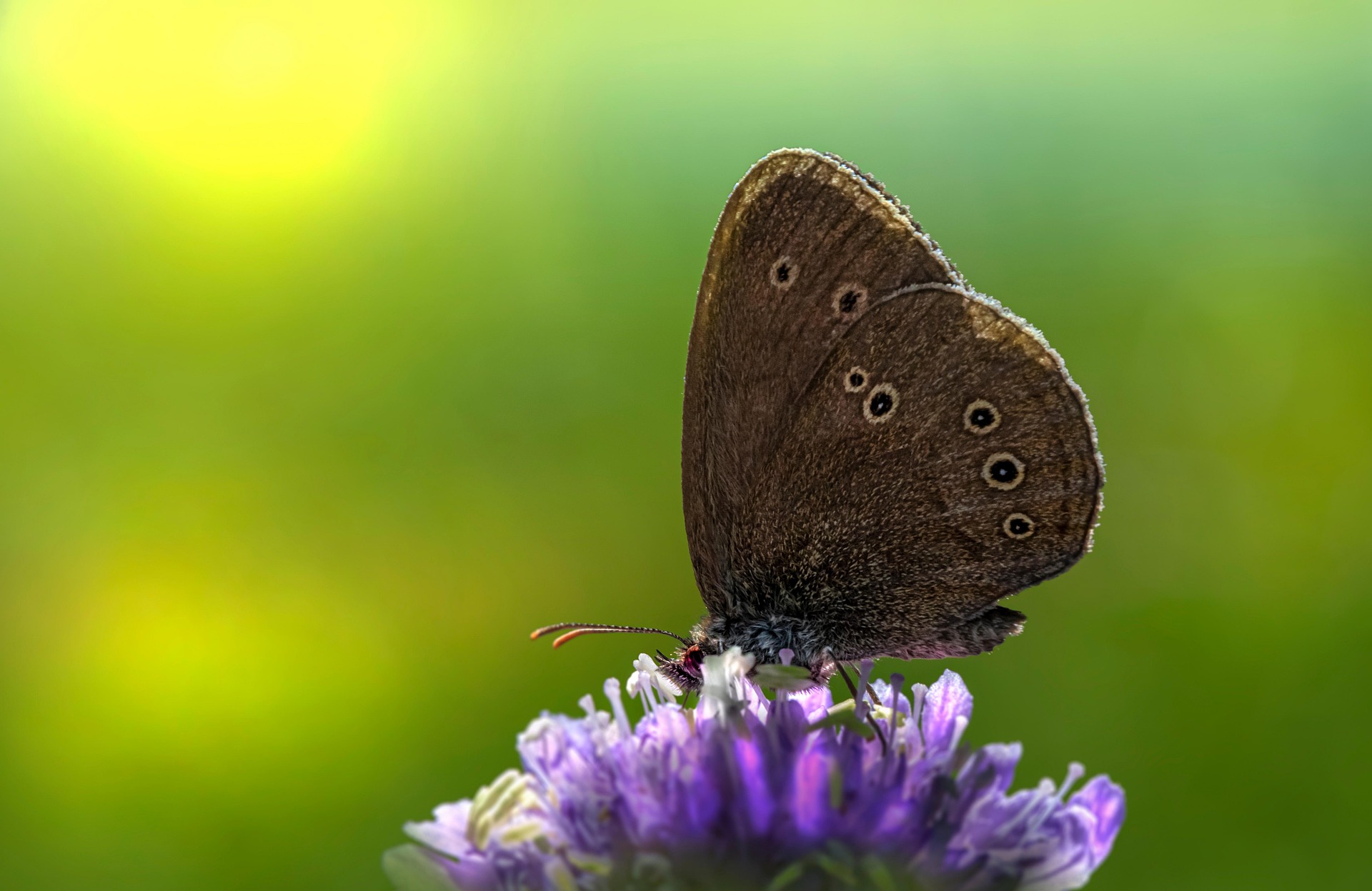 Ringlet (Aphantopus hyperantus)