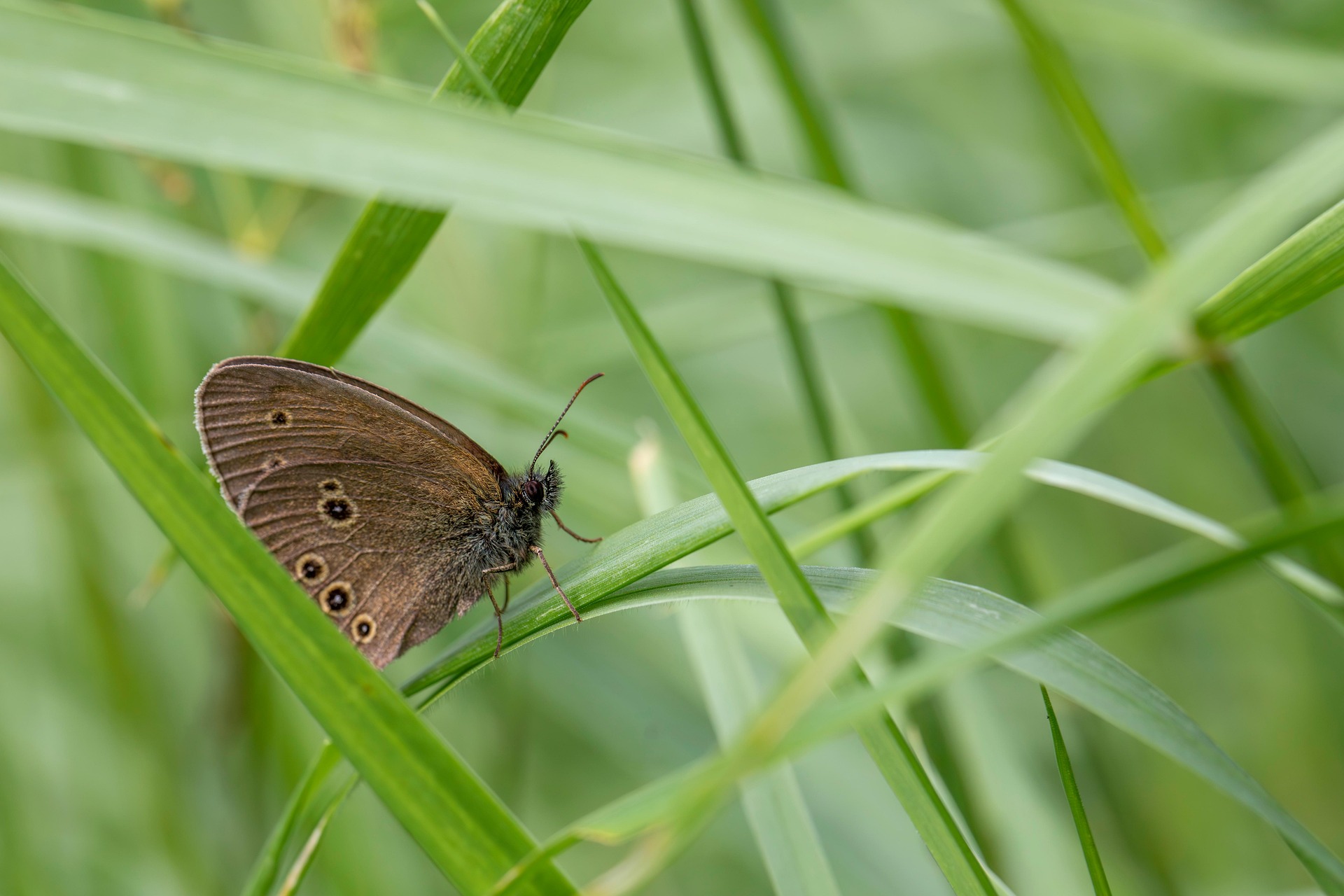 Ringlet (Aphantopus hyperantus)