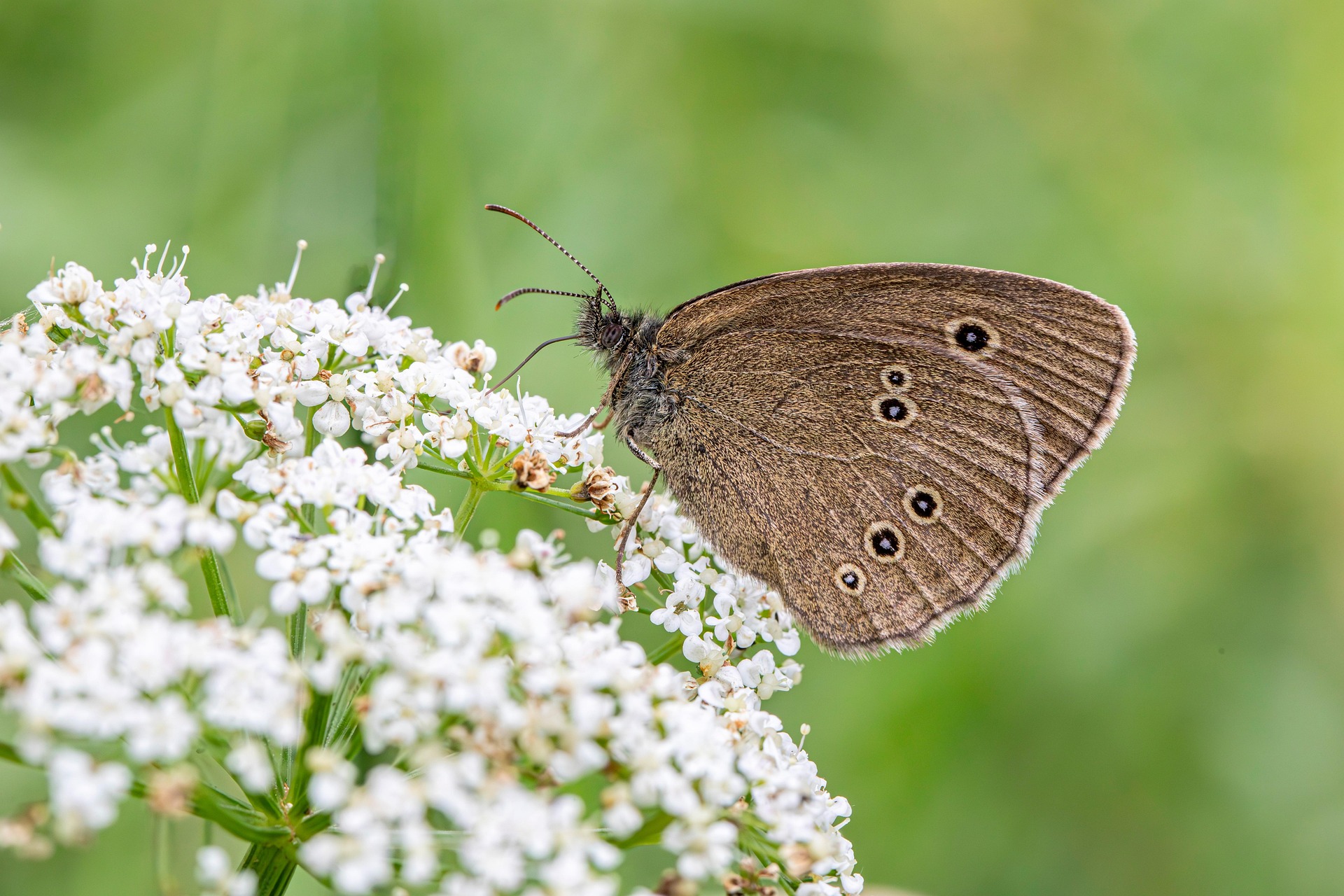Ringlet (Aphantopus hyperantus)