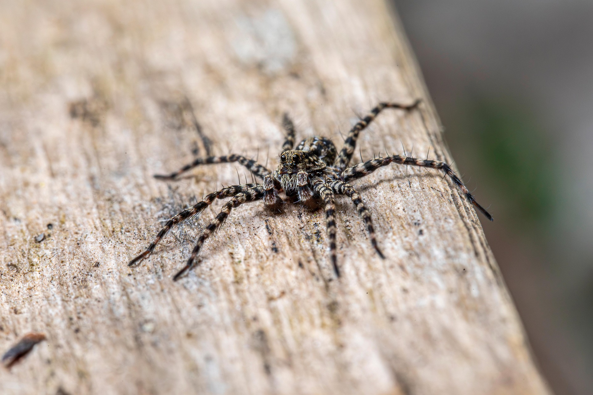 Spotted wolf spider (Pardosa amentata)