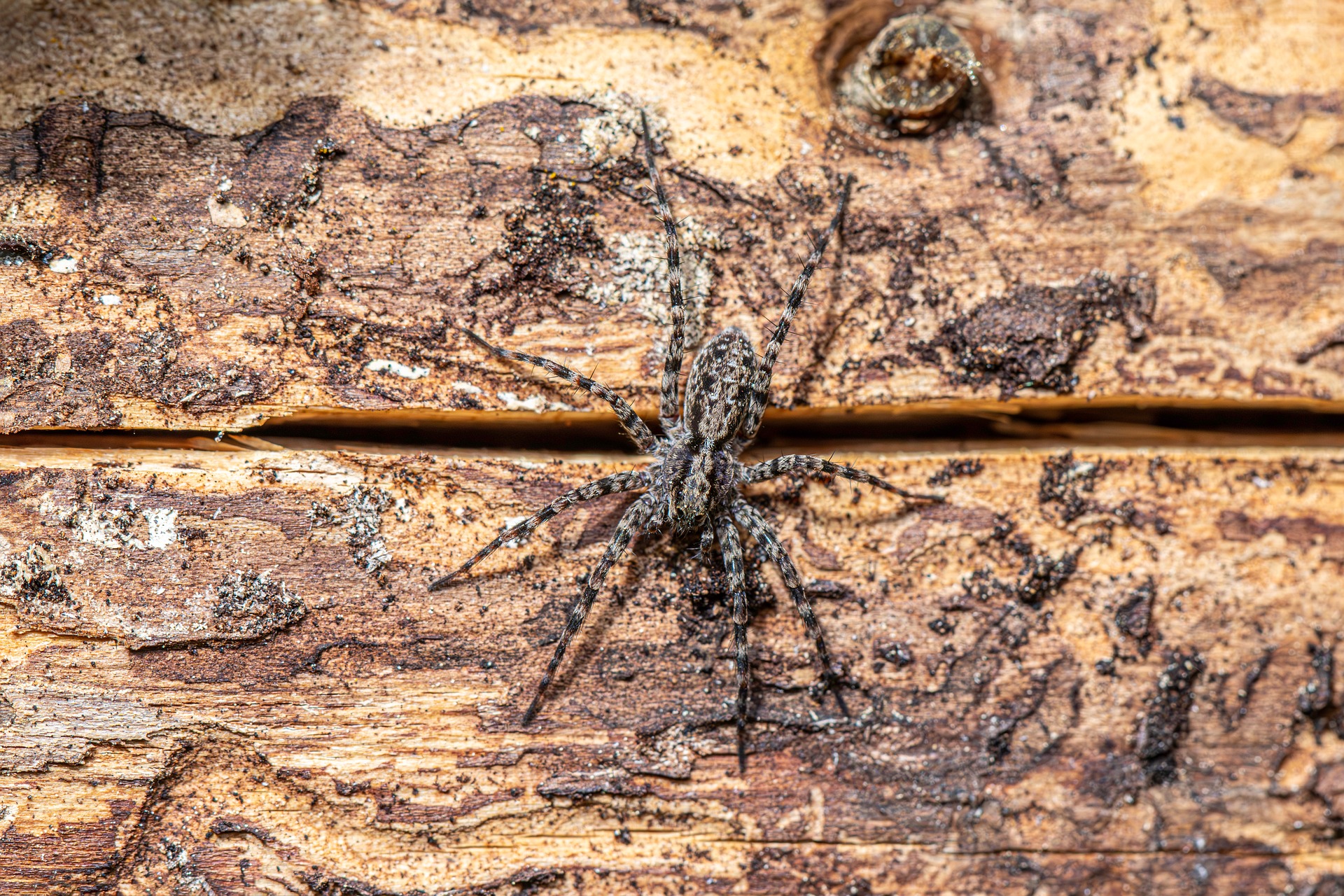 Spotted wolf spider (Pardosa amentata)