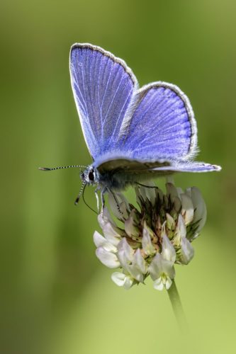 Common blue (Polyommatus icarus)