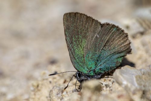 Green hairstreak (Callophrys rubi)