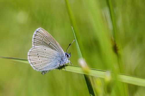 Mazarine Blue (Cyaniris semiargus)