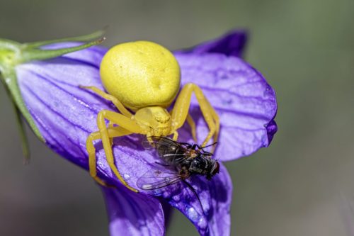 Goldenrod crab spider (Misumena Vatia)