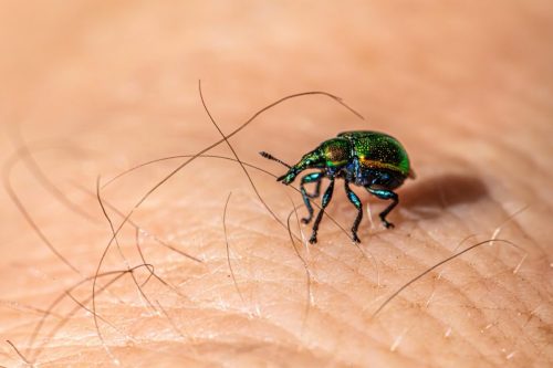Aspen Leaf-rolling Weevil (Byctiscus populi)