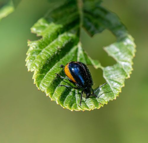 Alder Leaf Beetle (Agelastica alni)
