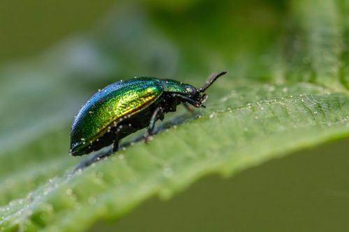 Leaf beetle (Plagiosterna aenea)