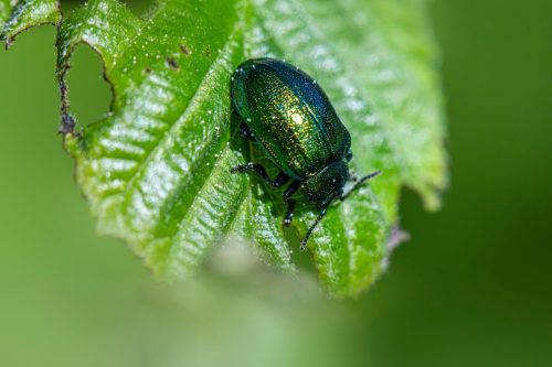 Leaf beetle (Plagiosterna aenea)