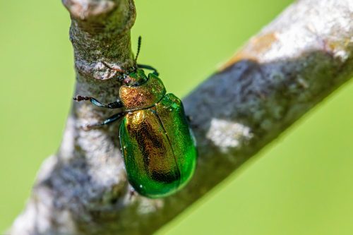Leaf beetle (Plagiosterna aenea)