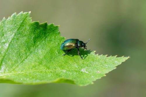 Leaf beetle (Plagiosterna aenea)