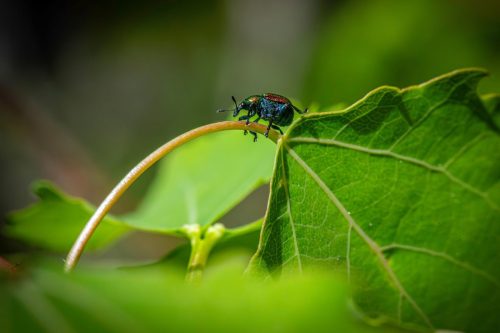 Aspen Leaf-rolling Weevil (Byctiscus populi)