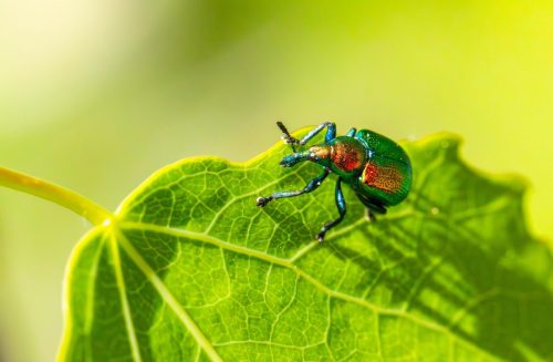 Aspen Leaf-rolling Weevil (Byctiscus populi)