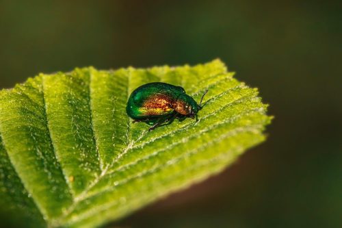 Leaf beetle (Plagiosterna aenea)