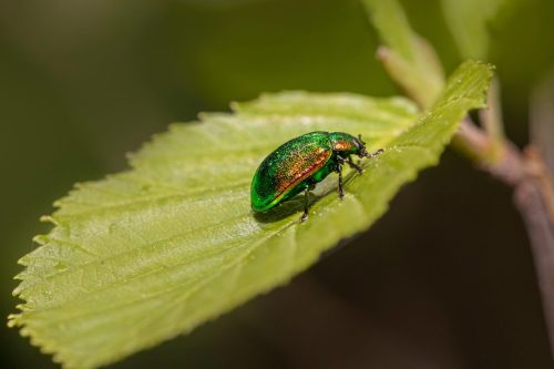 Leaf beetle (Plagiosterna aenea)
