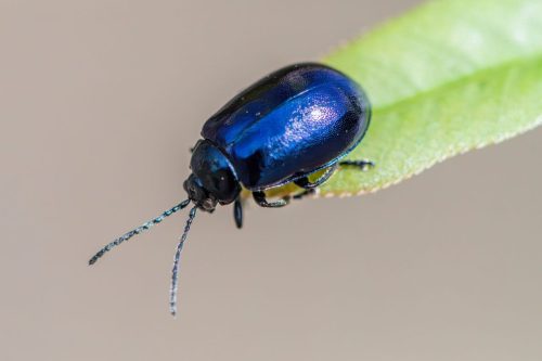 Alder Leaf Beetle (Agelastica alni)