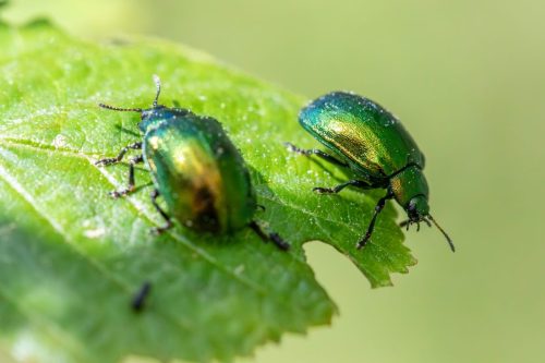 Leaf beetle (Plagiosterna aenea)