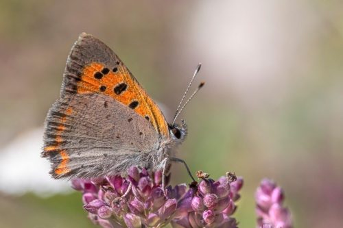 Small Copper (Lycaena phlaeas)