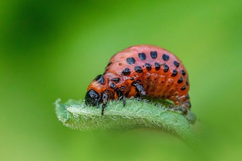 Colorado potato beetle (Leptinotarsa decemlineata)
