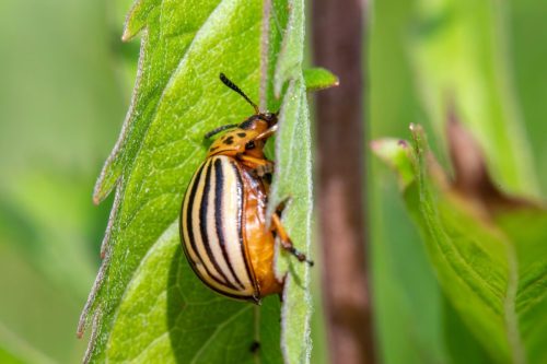 Colorado potato beetle (Leptinotarsa decemlineata)
