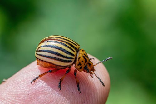 Colorado potato beetle (Leptinotarsa decemlineata)