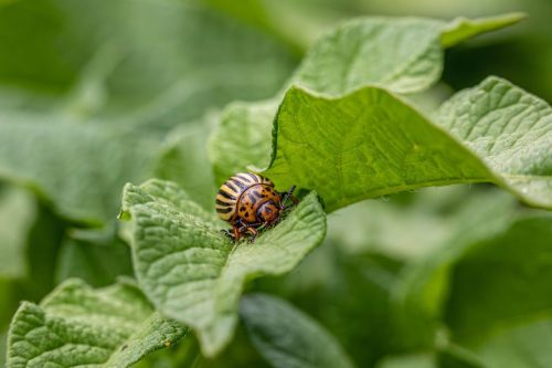 Colorado potato beetle (Leptinotarsa decemlineata)
