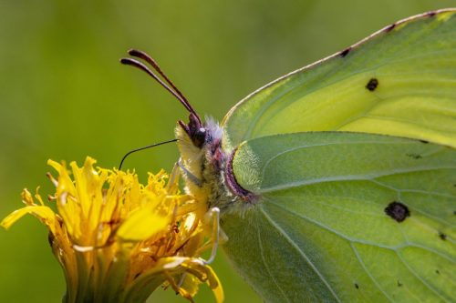 Common Brimstone (Gonepteryx rhamni)