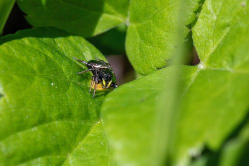 Copper sun jumper (Heliophanus cupreus)