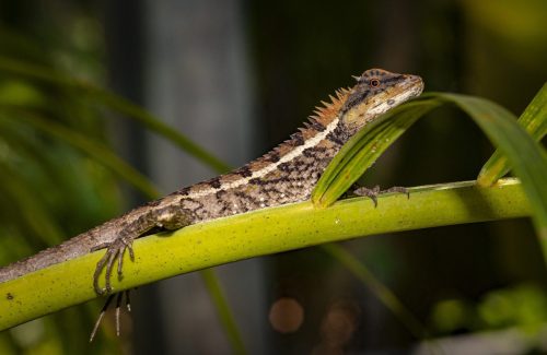 emma-grays-forest-lizard-4882854_1920 Emma gray`s forest lizard (Calotes emma)